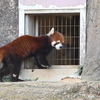 レッサーパンダ