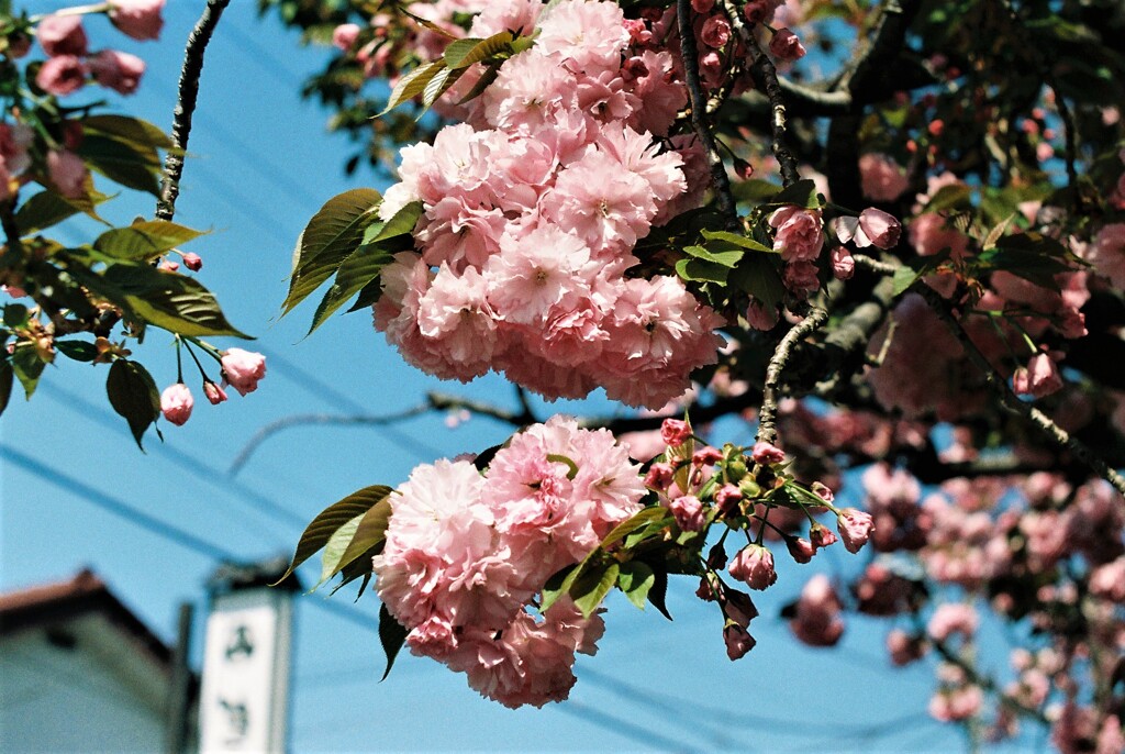 八重桜