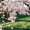 桜④