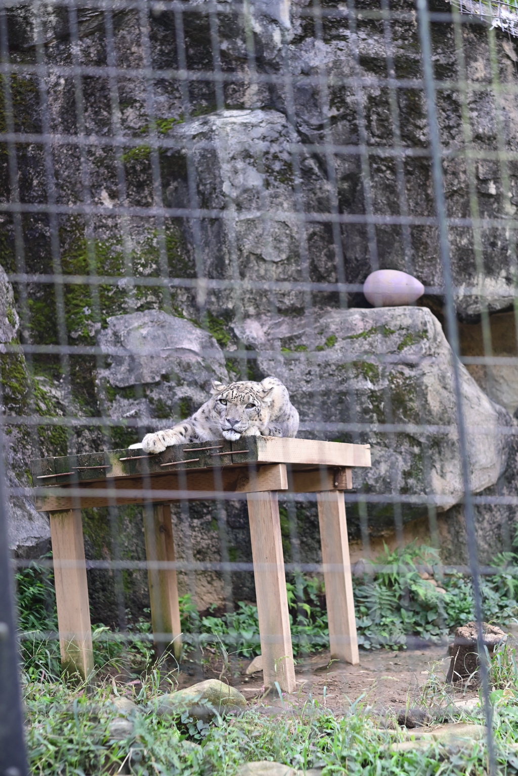 ユキヒョウ