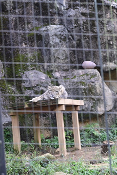 ユキヒョウ