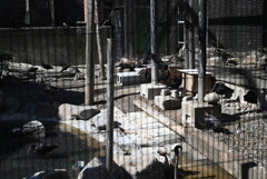 50mmレンズ1本で動物園めぐり