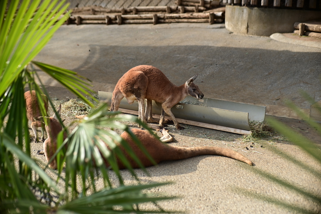 カンガルー