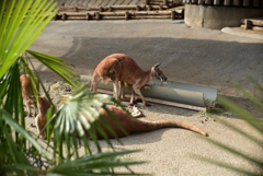 カンガルー