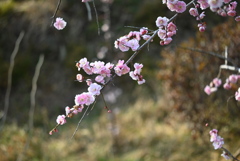 梅の花