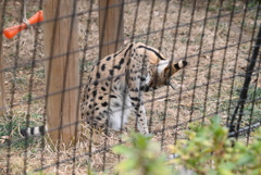 サーバルキャット⑥
