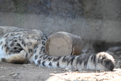 ユキヒョウ