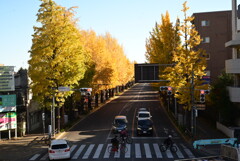 イチョウ並木②（新宿方向）