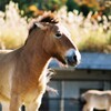 モウコノウマ①