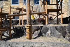 50mmレンズ1本で動物園めぐり
