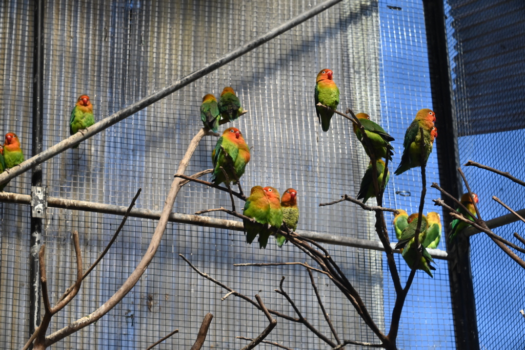 ルリゴシボタンインコ