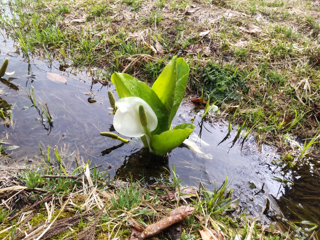 水芭蕉②