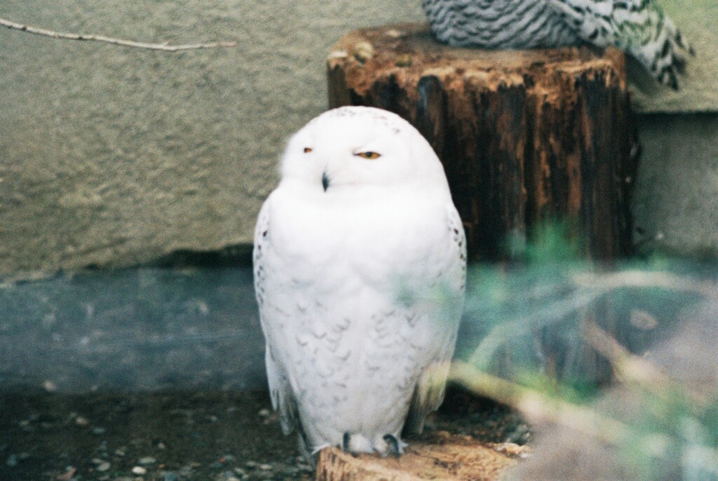 シロフクロウ