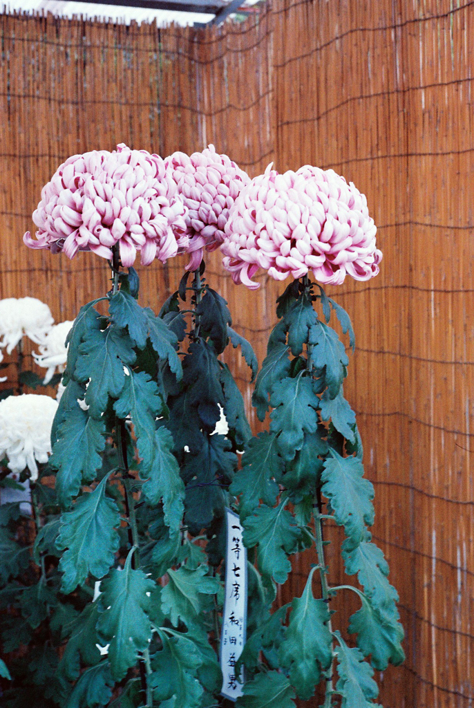 高幡不動尊菊まつりにて