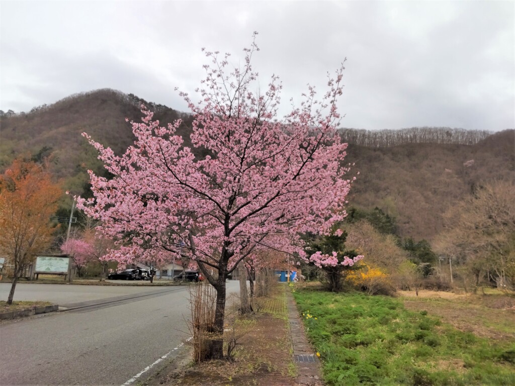 桜