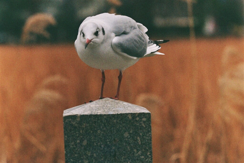 ゆりかもめ