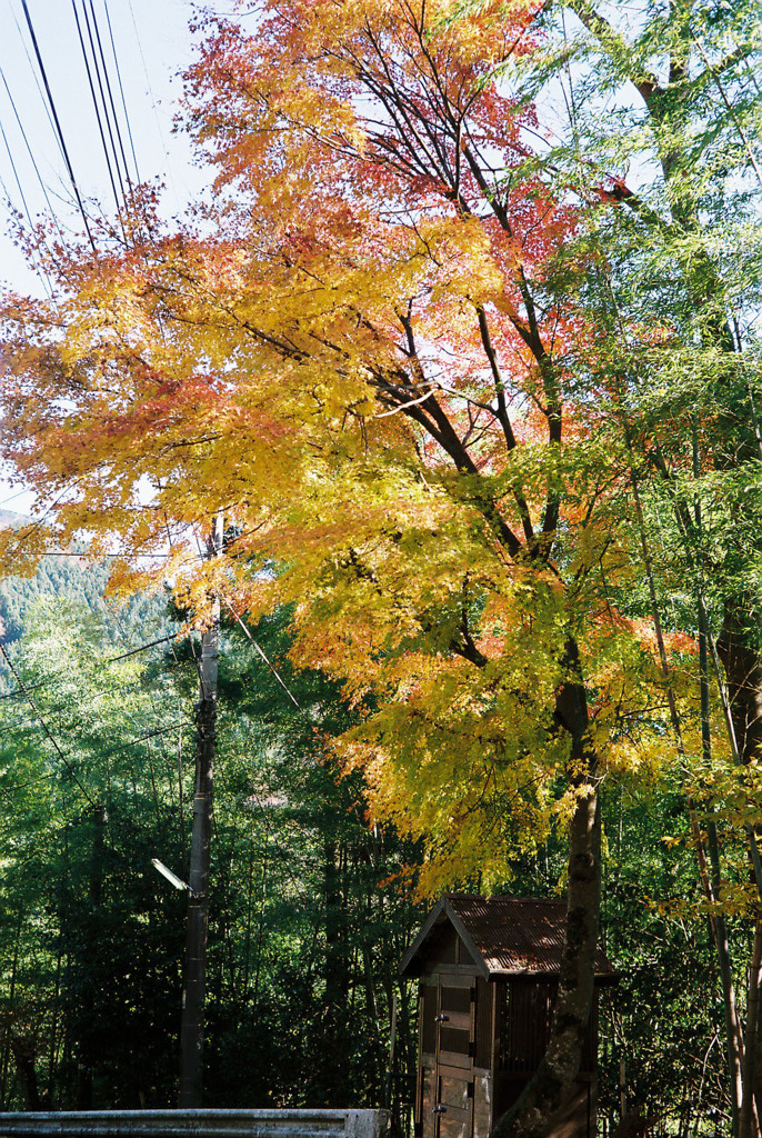 紅葉