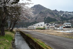 桜と只見線