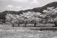 阿賀川の桜