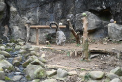 ユキヒョウ