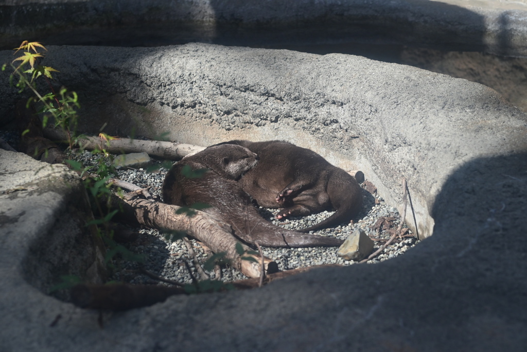 コツメカワウソ
