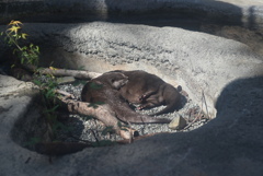 コツメカワウソ