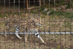 サーバルキャット①