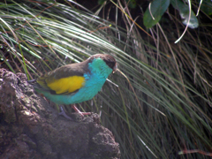 ヒスイインコ