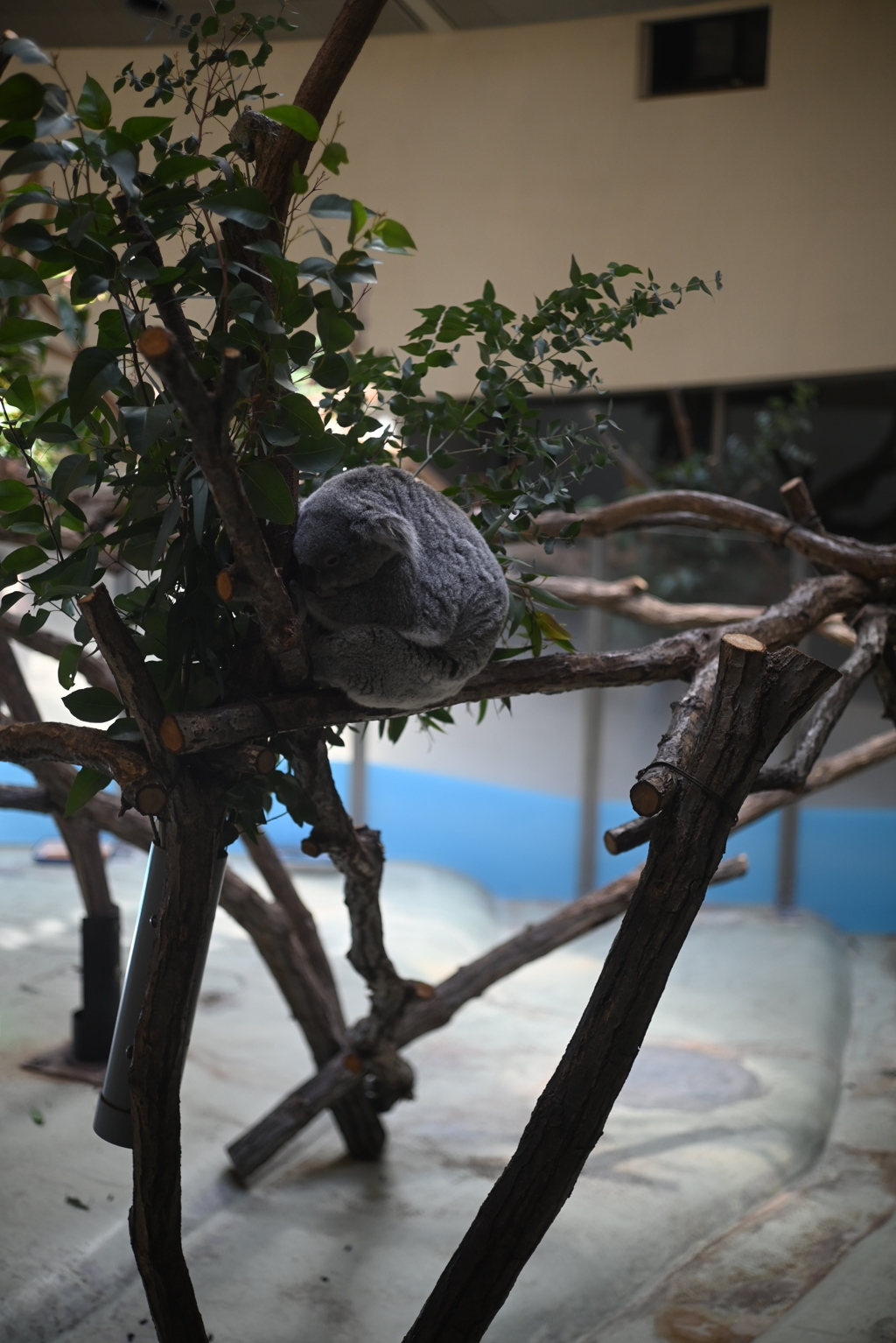 50mmレンズ1本で動物園めぐり
