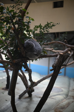50mmレンズ1本で動物園めぐり