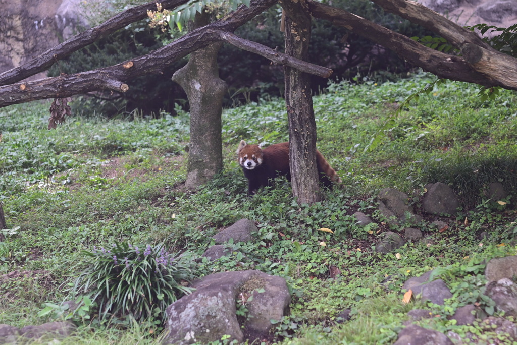 レッサーパンダ