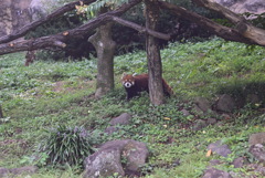 レッサーパンダ