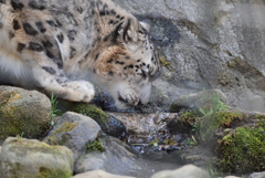 ユキヒョウ