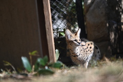 サーバルキャット