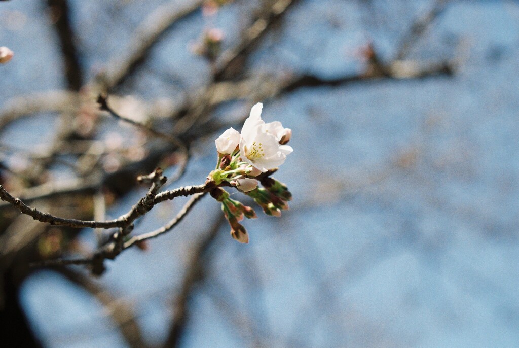 桜