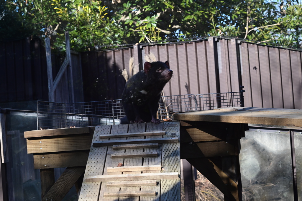 久しぶりのタスマニアデビル