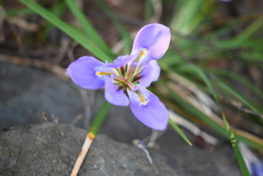 百草園にて