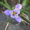 百草園にて