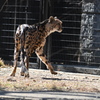 チーター
