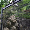 ユキヒョウ