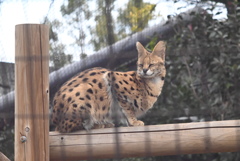 サーバルキャット④