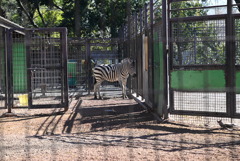 シマウマ