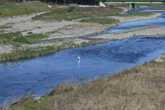 浅川の鷺