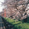 桜⑥