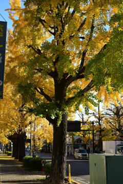 イチョウ並木③