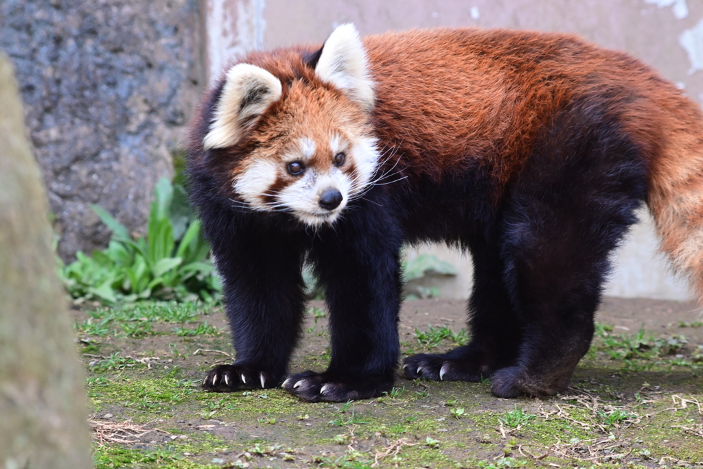 レッサーパンダ