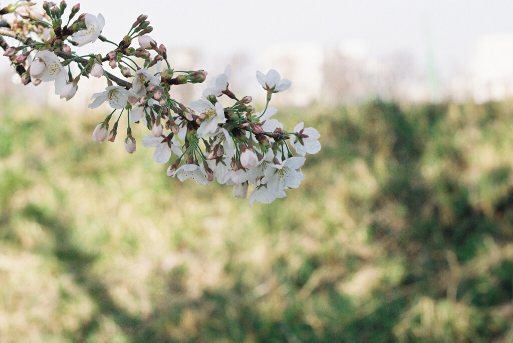 桜