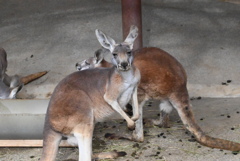 カンガルー
