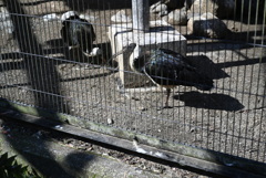 50mmレンズ1本で動物園めぐり