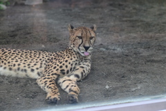 チーター